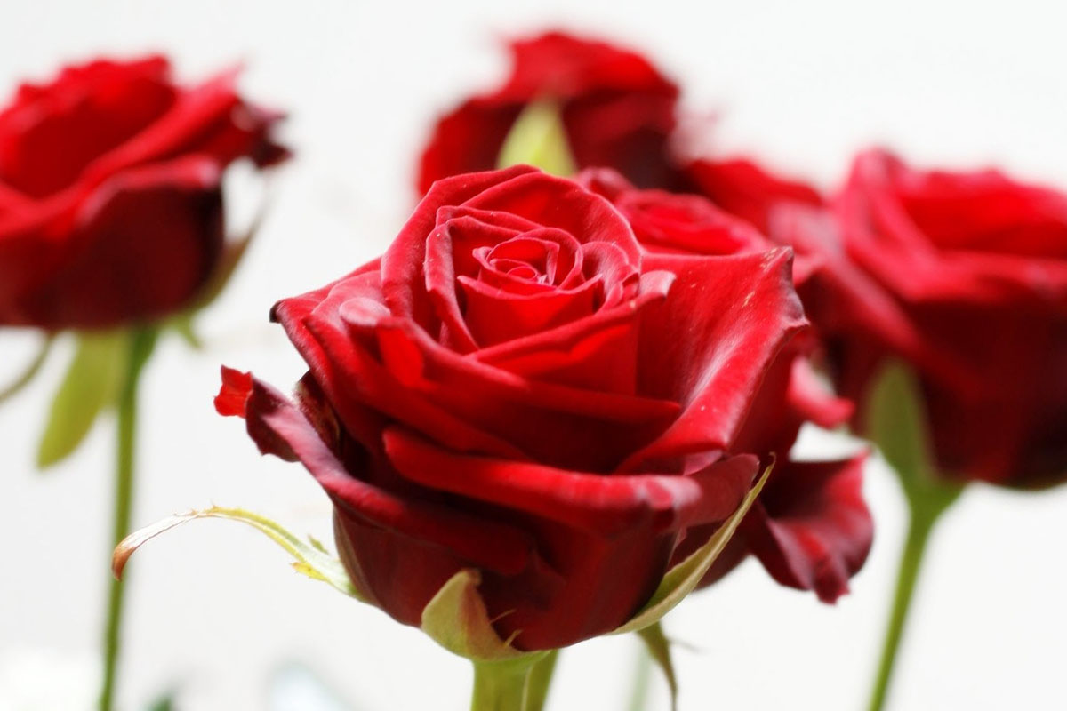 Prg-Rose uden torne